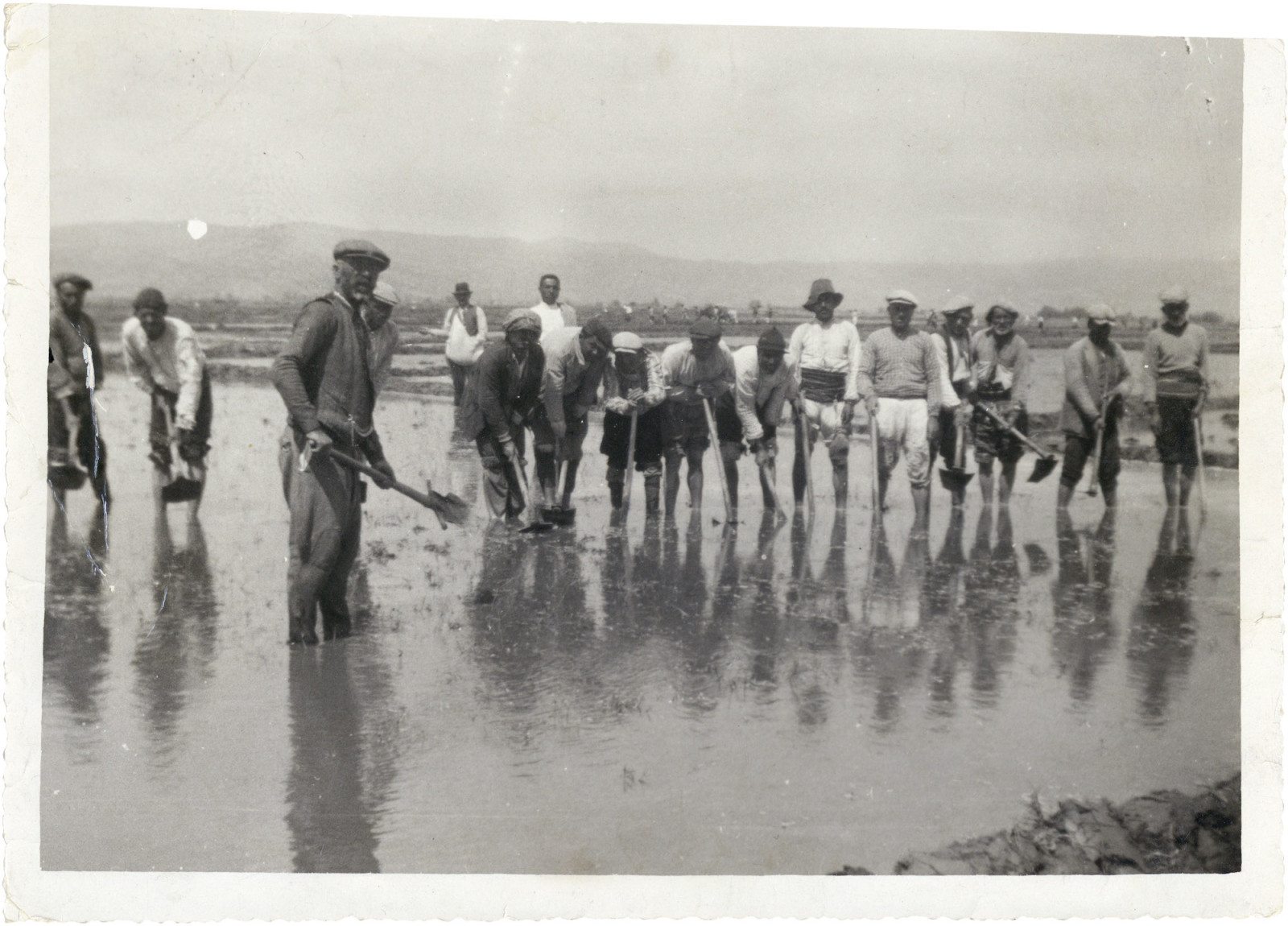 Ege’de Çeltik Ekimi, İzmir / Salt Araştırma, Kartpostal ve Fotoğraf Arşivi