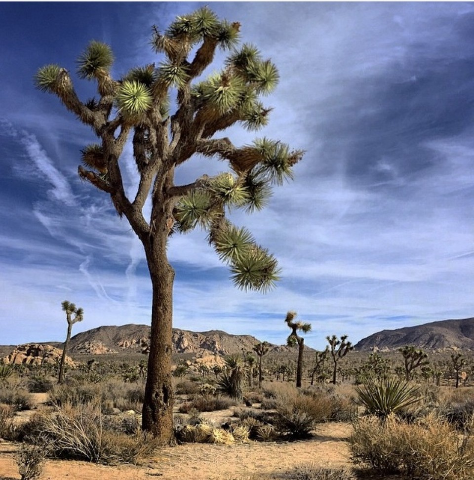 Jucca brevifolia, Joshua Ağacı Milli Parkı, Kaliforniya 